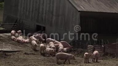 养猪场有很多猪